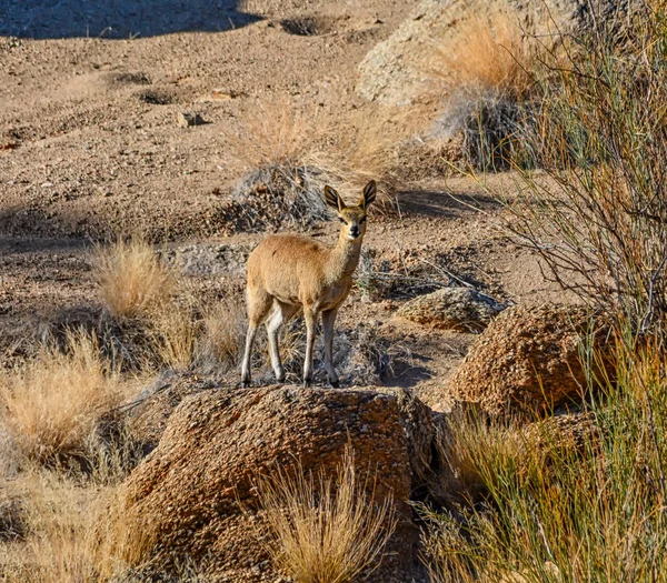 Eine Klipspringer Antilope Südafrika — Stockfoto