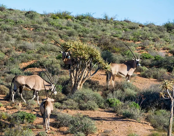 Gemsbok Антилопи Намібії Савана — стокове фото