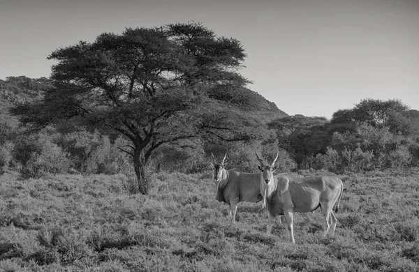 Антилопа Канна Биків Південної Африки Савана — стокове фото