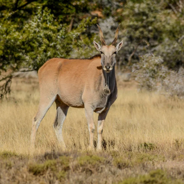 Eland Comune Taurotragus Oryx Nota Anche Come Antilope Dell Eland — Foto Stock