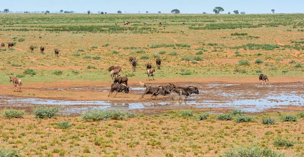 Wildebeests 아프리카 사바나에서 구멍에 Tsessebe — 스톡 사진