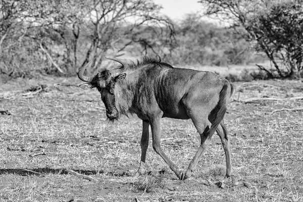 Blue Wildebeest Södra Afrikanska Savannen — Stockfoto