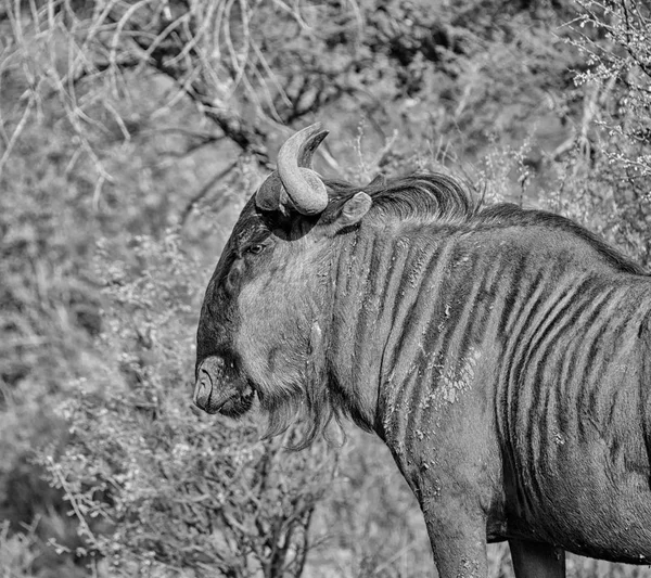 Blue Wildebeest in Southern African savanna