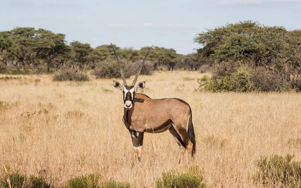 Gemsbok Antelope Zuidelijke Afrikaanse Savanne — Stockfoto
