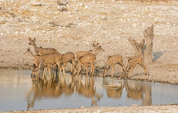 Namibya Savana Bir Sulama Delik Adlı Kadın Kudu Antilop — Stok fotoğraf