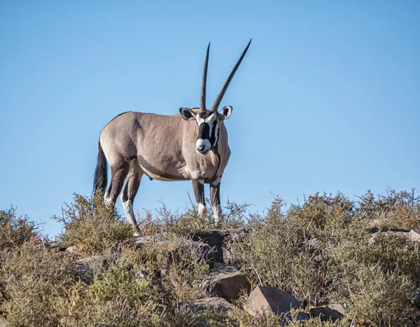 Een Volwassen Gemsbok Antelope Zuidelijke Afrikaanse Savanne — Stockfoto