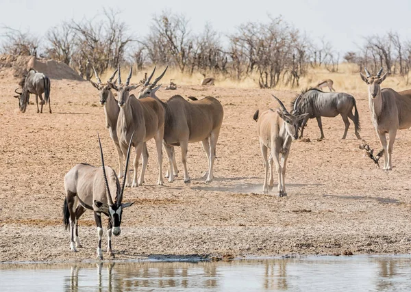 Eland Zalévání Díry Namibie Savany — Stock fotografie