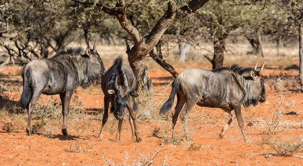 아프리카 사바나에서 Wildebeests — 스톡 사진