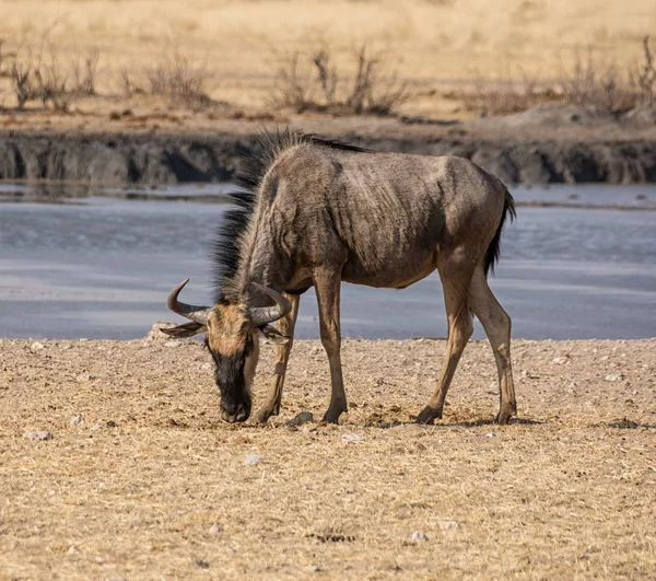 Blauwe Gnoe Een Gieter Gat Namibian Savanne — Stockfoto