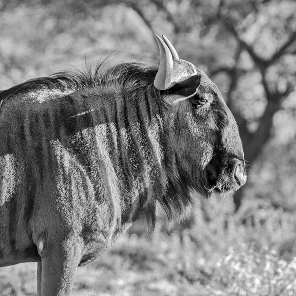 Sida Profil Porträtt Blue Wildebeest Södra Afrikanska Savannen — Stockfoto