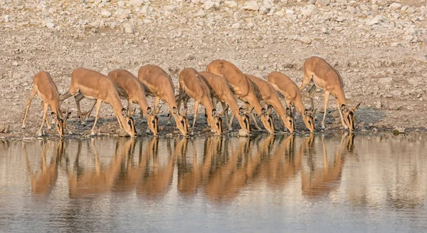 Impalas, Namibya savana bir sulama delik içme sürüsü