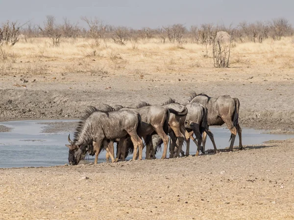 나미비아 사바나에 구멍에서 파란색 Wildebeests의 — 스톡 사진