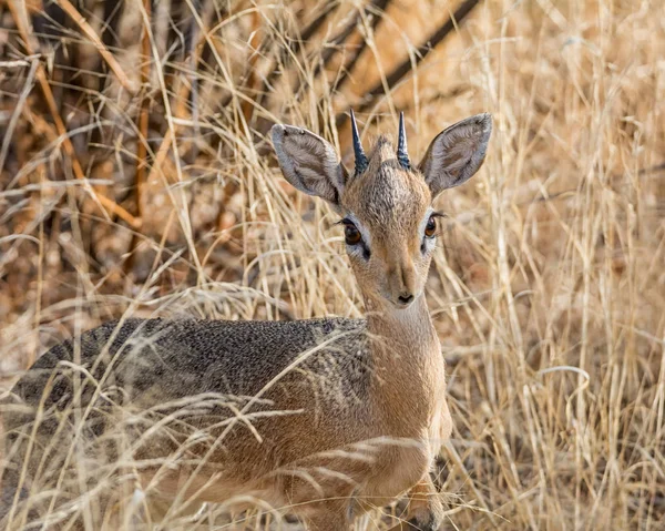 Dik Dik Antilopy Savaně Namibie Louky — Stock fotografie