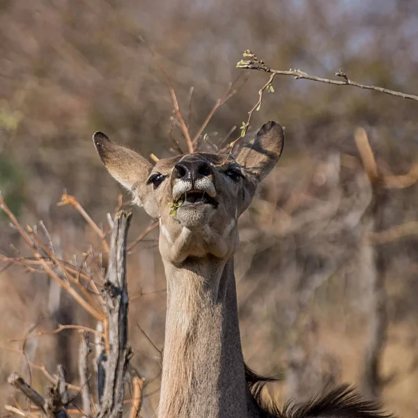 Antilope Kudu Femmina Che Mangia Foglie Albero — Foto Stock