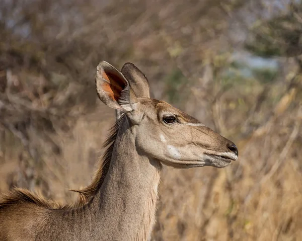 Antilope Kudu Femminile Nella Savana Namibiana — Foto Stock