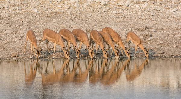 Стадо импал пьет в водопое в Намибийской саванне
