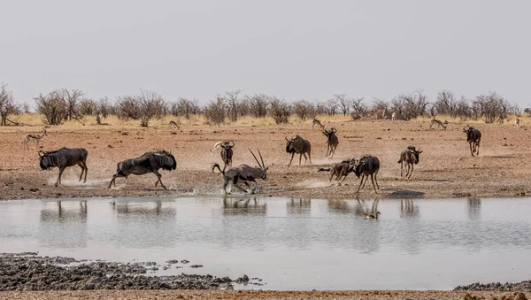 ナミビアのサバンナの水まき穴でゲムズボックを追う青ヌー — ストック写真
