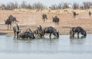 Mavi öküz sürüsü, Namibya savana bir sulama delik