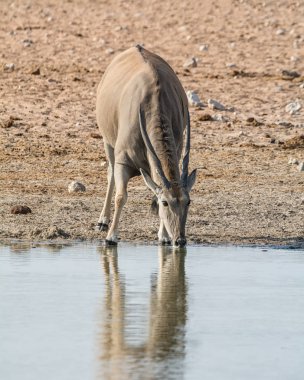 Namibya savana bir sulama delik, içme bir Eland boğa