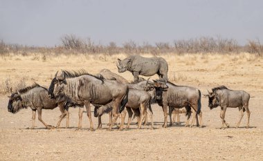 Namibya savana mavi öküz sürüsü