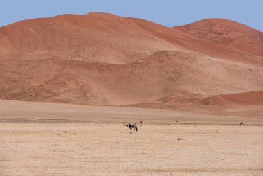 Gemsbok antilop Namib Çölü'nde