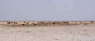 İçecek Namibya savana bir waterig delik, hayvanların toplanmasına
