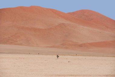 Gemsbok antilop Namib Çölü'nde