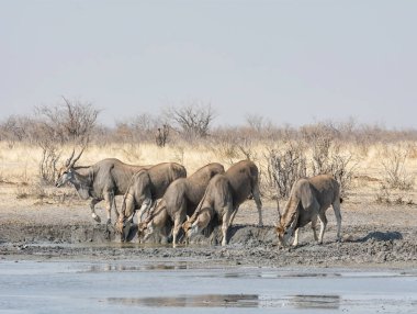 Elands, Namibya savana bir sulama delik