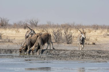 Elands, Namibya savana bir sulama delik