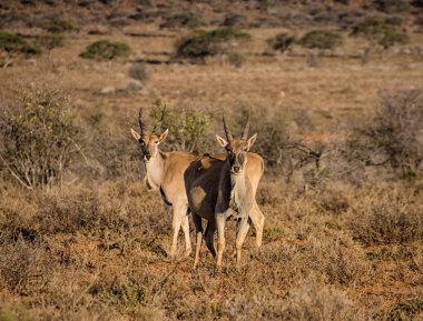 Güney Afrika savana Juvenil Eland boğa