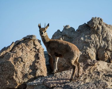 Namibya buzlu bir Killspringer ayakta