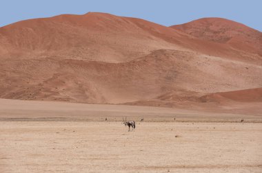 Gemsbok antilop Namib Çölü'nde
