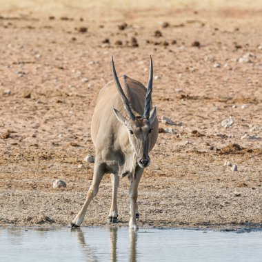 Namibya savana bir sulama delik, içme bir Eland boğa