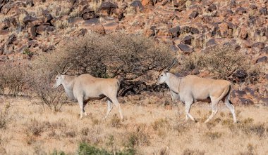 Güney Afrika savana Eland boğa çifti