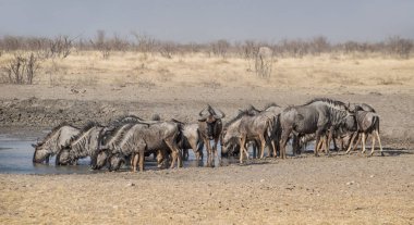 Mavi öküz sürüsü, Namibya savana bir sulama delik