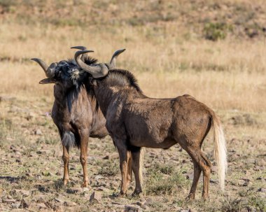 Bir çift siyah öküz selamlıyorum birbirlerine Güney Afrika savana