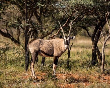 Güney Afrika savana Gemsbok antilop
