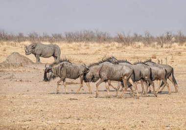 Namibya savana mavi öküz sürüsü