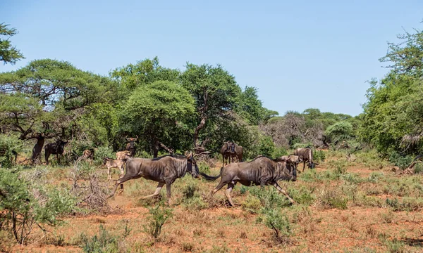 아프리카 사바나에서 Wildebeests — 스톡 사진