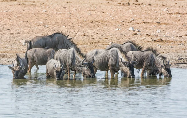 Besättning Med Blå Gnuer Vid Ett Vattenhål Namibiska Savanna — Stockfoto