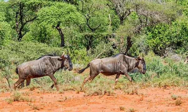 Güney Afrika savana mavi öküz