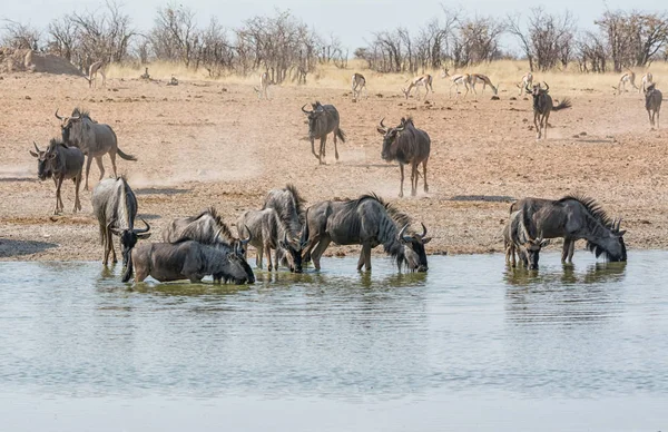 Mavi öküz sürüsü, Namibya savana bir sulama delik