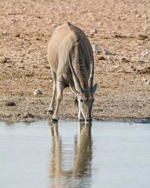 Een Eland Stier Drinken Een Gieter Gat Namibian Savanne — Stockfoto