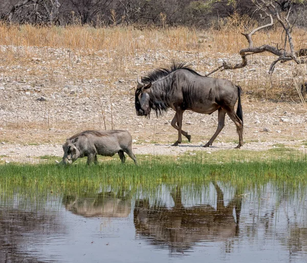Warthog Och Blue Wildebeest Ett Vattenhål Namibiska Savanna — Stockfoto