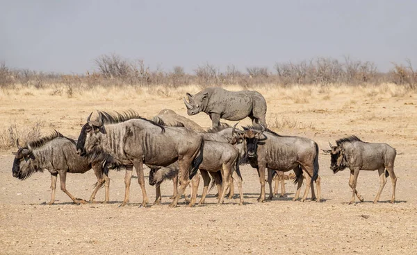 Namibya savana mavi öküz sürüsü