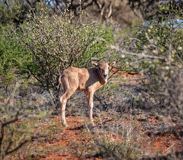 Een Baby Gemsbok Antelope Zuidelijke Afrikaanse Savanne — Stockfoto