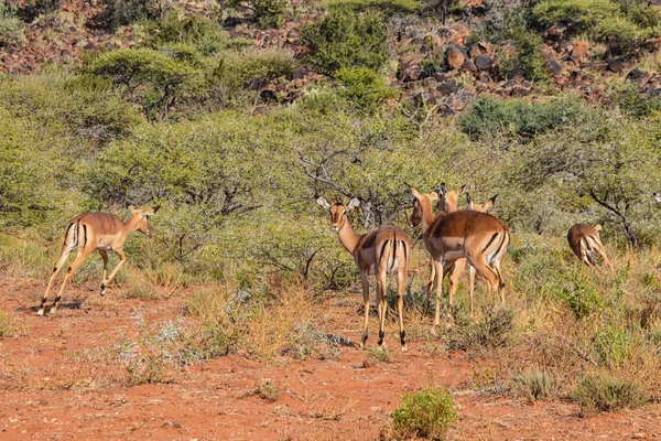Güney Afrika savana kadın Impalas bir grup