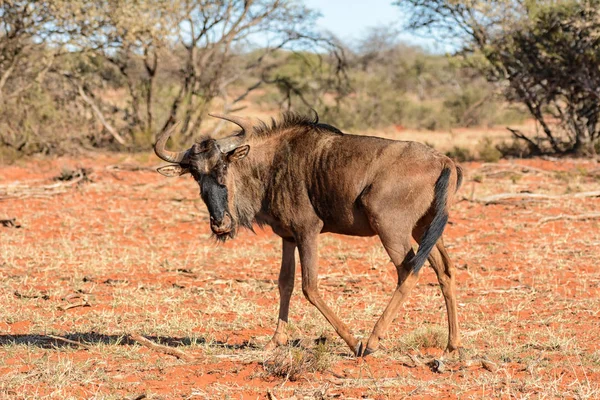 Blauwe Gnoe Zuidelijke Afrikaanse Savanne — Stockfoto