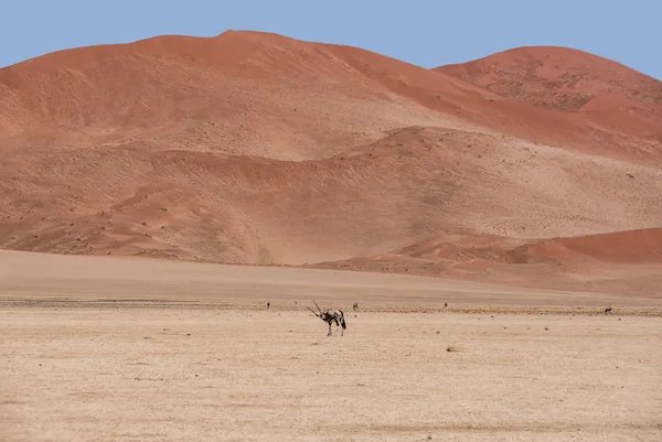 Gemsbok antilop Namib Çölü'nde