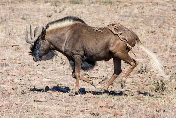 Güney Afrika savana siyah Wildebeest